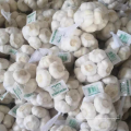 Best sale pure white garlic / China new season garlic export